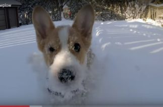 Невероятно милашный корги научит вас как нужно радоваться снегу
