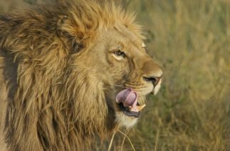 В ЮАР лев пообедал охотившимся на него браконьером
