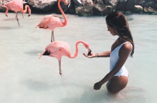 Работа мечты: присматривать на Багамах за фламинго