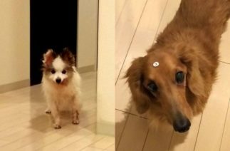 Японец снимает прикольные видео своих двух собак: это лучшее, что вы можете увидеть сегодня