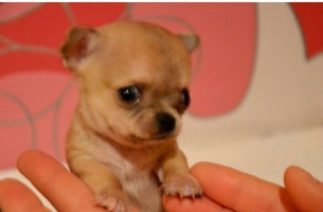 Туди — самая маленькая собачка в мире