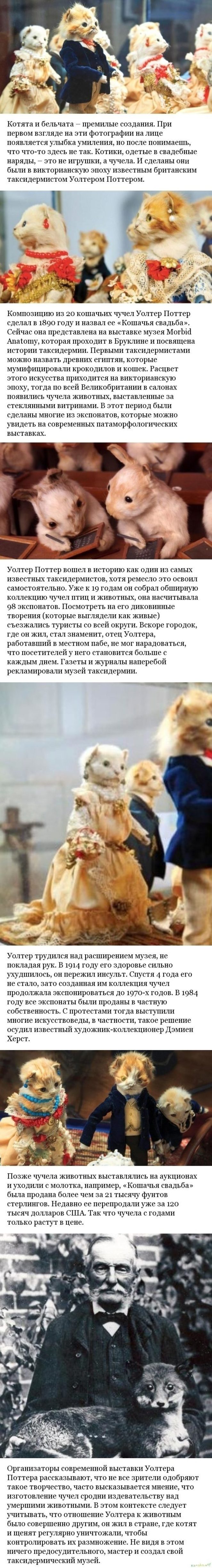 Кошачья свадьба: жутковатые экспонаты музея таксидермии викторианской эпохи​